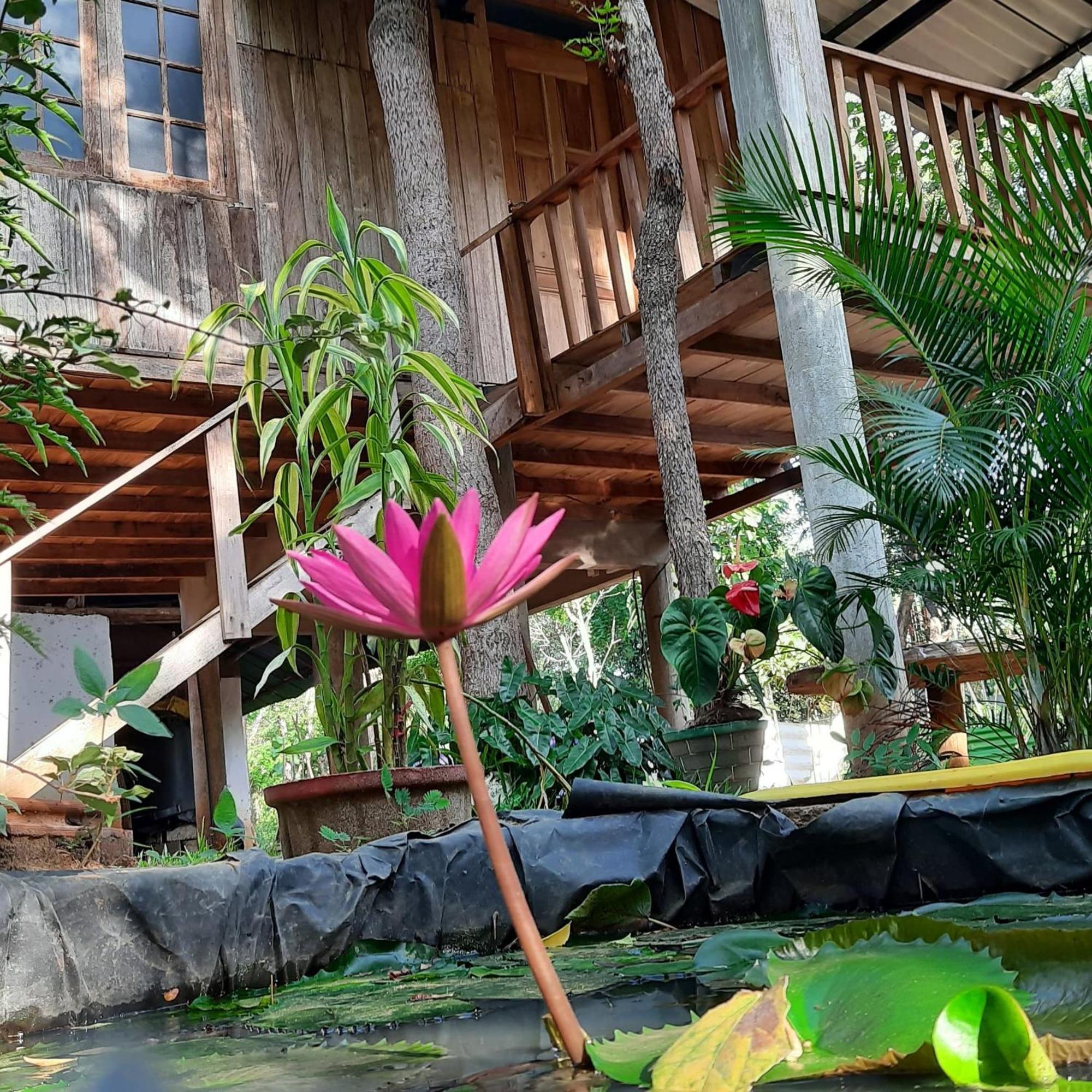 Ruk Sewana Villa Tree House 锡吉里亚 外观 照片